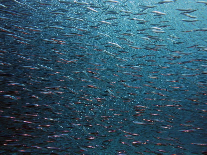Underwater Utopia